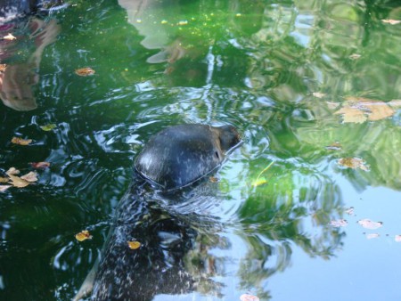 Náš tuleň v zoo v Ústí nad Labem.